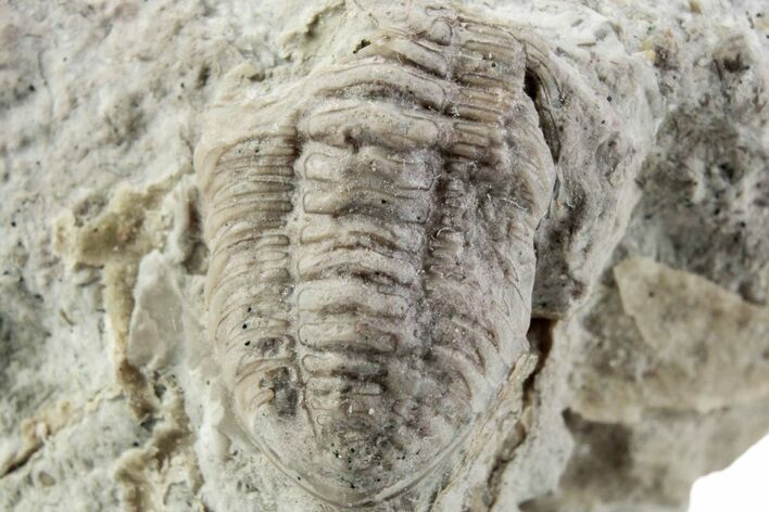 Bargain, Partial Estoniops Exilis Trilobite - Russia #363258
